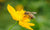 bee pollinating a yellow flower