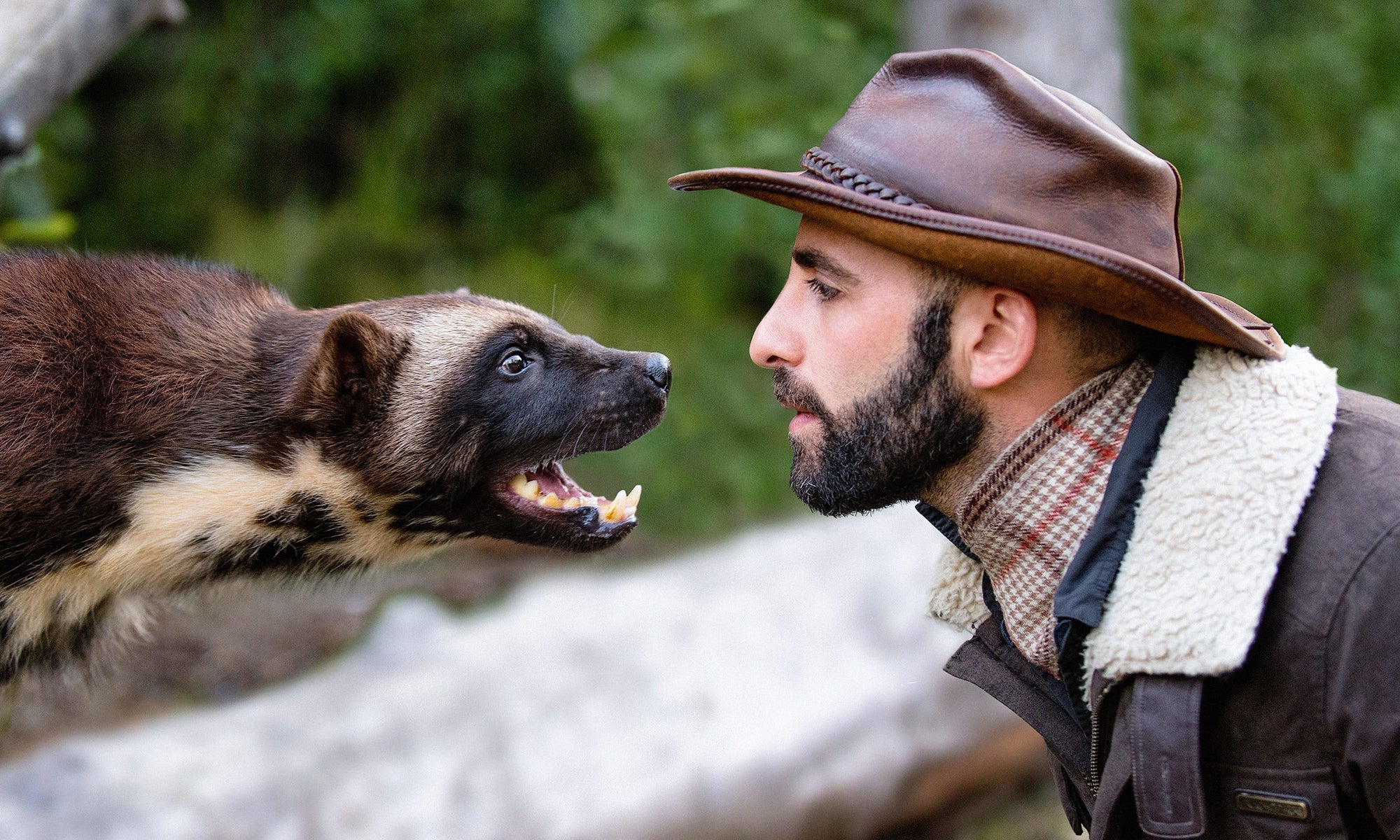 wild animal staring at a man in forest