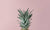 pineapple head on light pink background