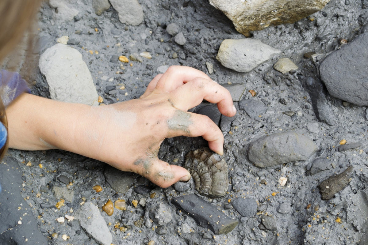 fossil hunting for kids