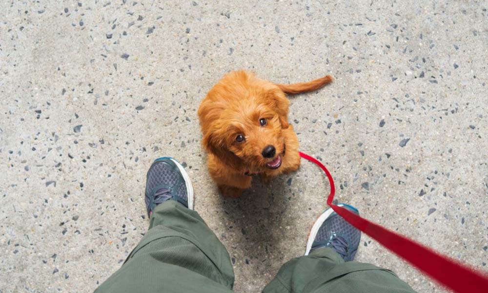 puppy looking up